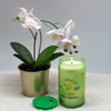 DW Home Lemon Lime Candle